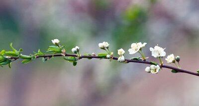 THE WINDS OF SPRING AND LIVER IMBALANCE